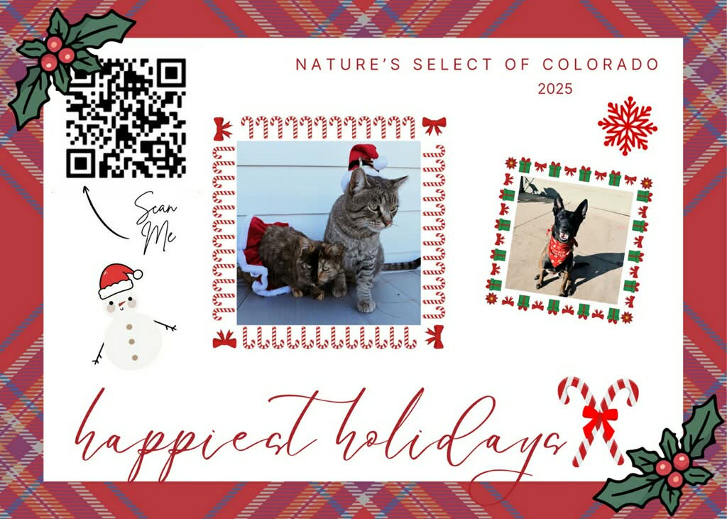 Paws & Cheer: A Christmas Message for Pet Families