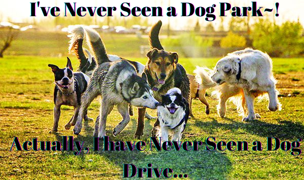 Spring Time Means Dog Park Fun... Get to Know the Dog Park Ethics ...