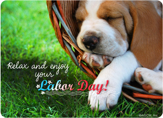 The Secret to a Safe But Fun Labor Day Weekend With Your Pets