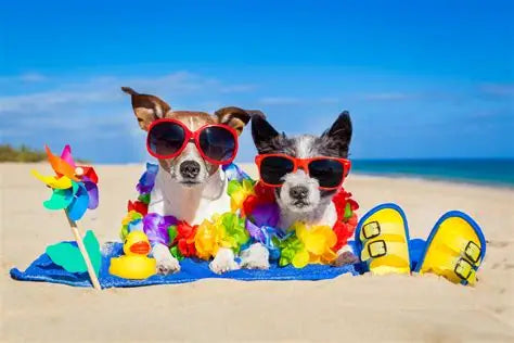 Summer Pet Safety Guide for Colorado Dog Owners