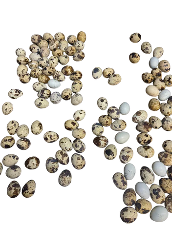 Freeze Dried Quail Eggs 12 ct package
