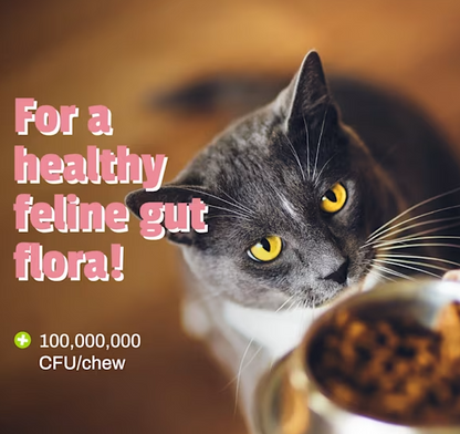 Cat Chews | daily probiotics