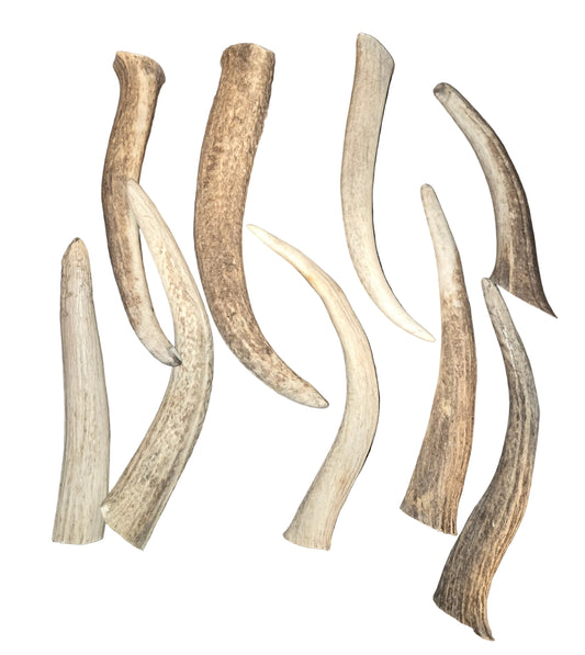 Rocky Mountain Antlers