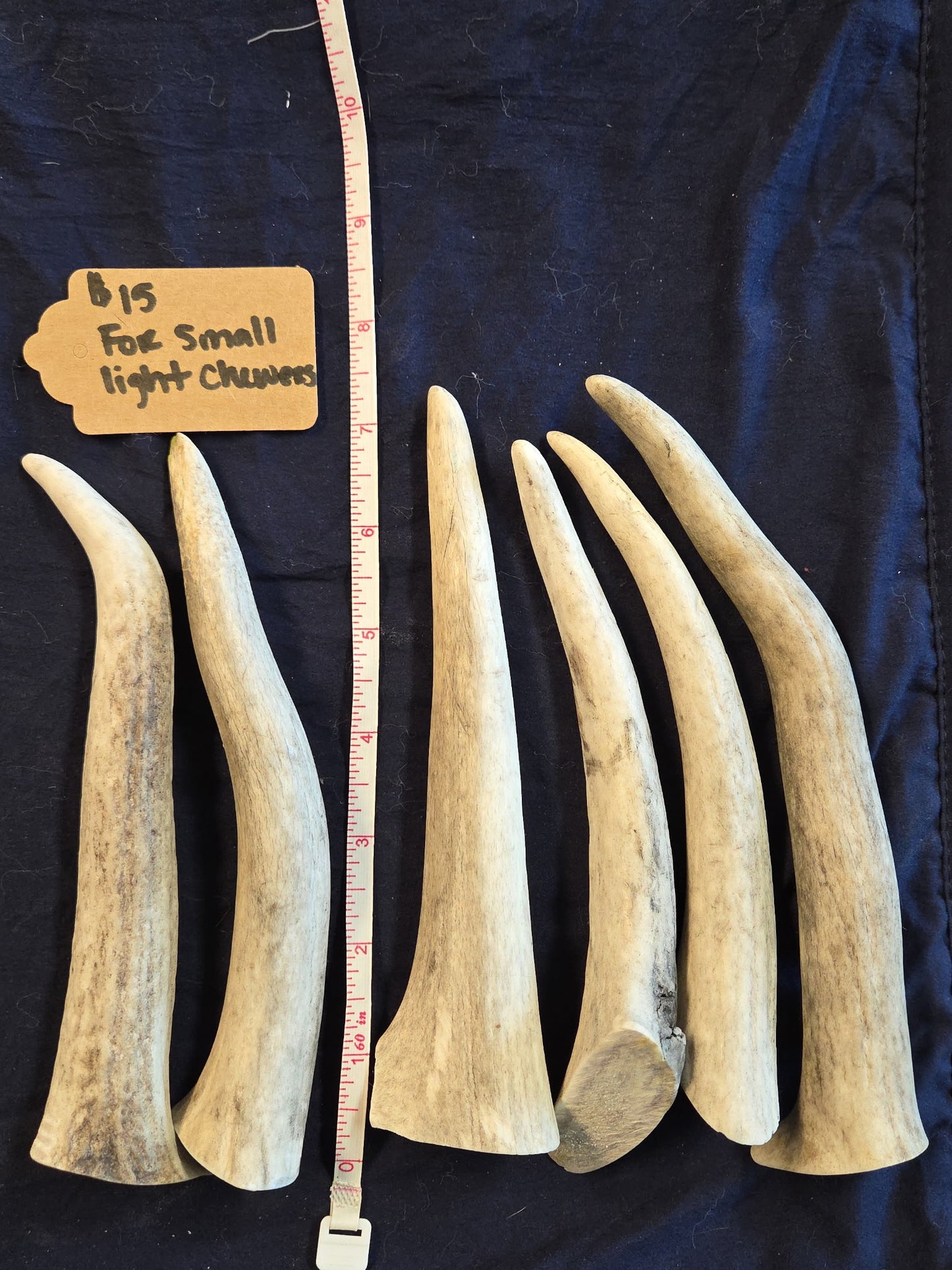 Rocky Mountain Antlers